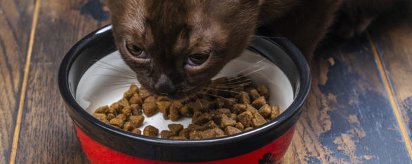 croquettes pour chat